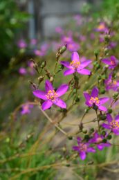 Talinum rugospermum