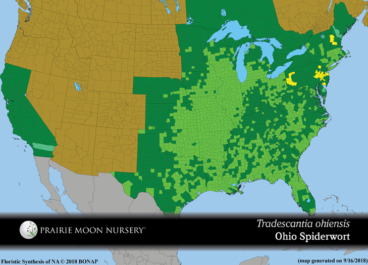 Tradescantia Ohiensis Ohio Spiderwort Prairie Moon Nursery