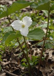 Trillium grandiflorum