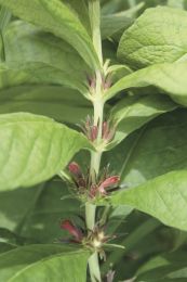 Triosteum aurantiancum