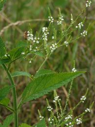 Verbena urticifolia
