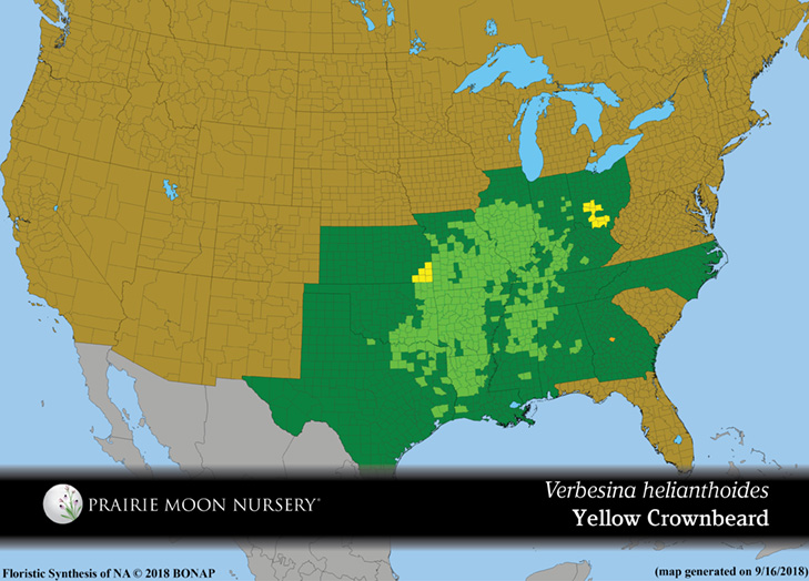 Verbesina helianthoides - Yellow Crownbeard