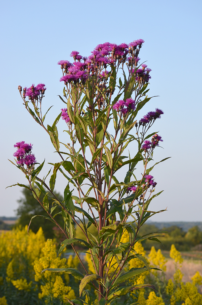 Vernonia gigantea Tall Ironweed Prairie Moon Nursery