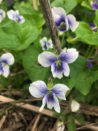 Viola sororia f. priceana