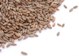 Triticum aestivum - Cover Crop