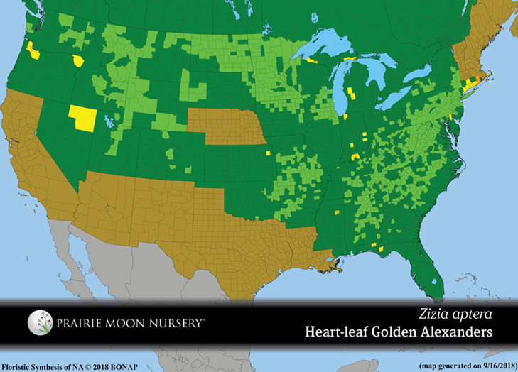Zizia aptera - Heart-leaf Golden Alexanders