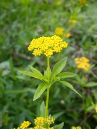 Zizia aurea