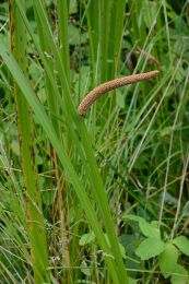 Acorus americanus