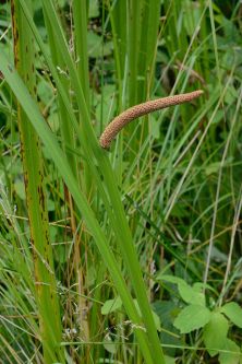 Acorus americanus