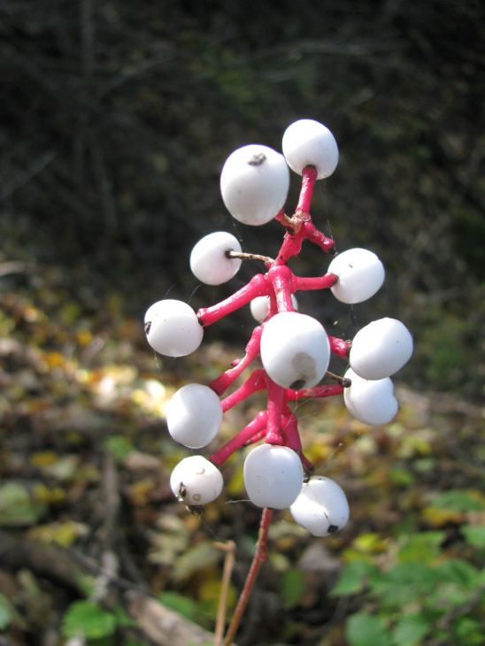 Actaea pachypoda (White baneberry)