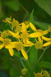 Verbesina alternifolia