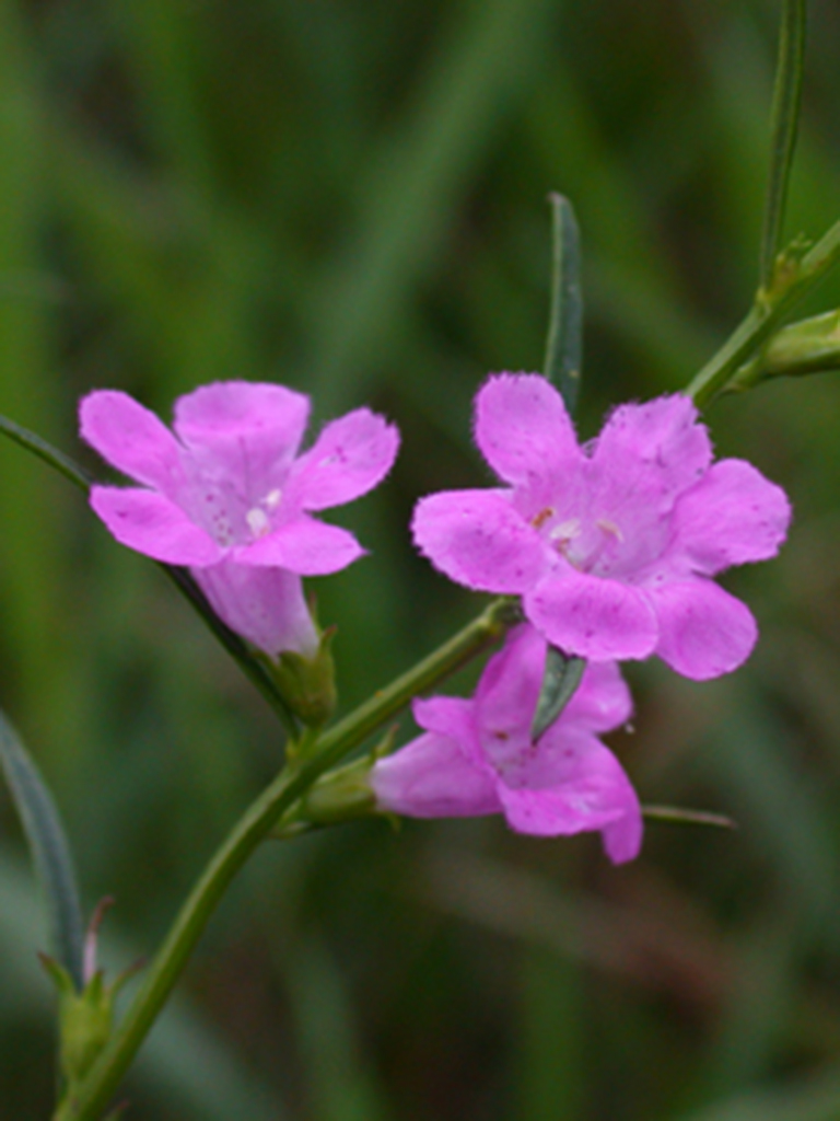 agalinis purpurea purple false foxglove prairie moon nursery