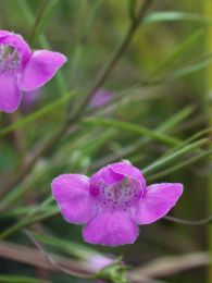 Agalinis tenuifolia