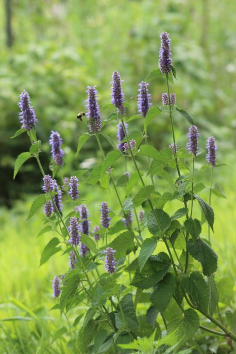 Agastache foeniculum