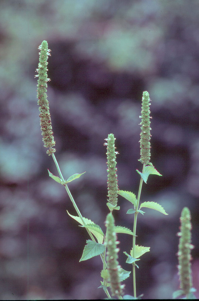 Agastache nepetoides Yellow Giant Hyssop | Prairie Moon 