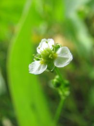 Alisma subcordatum