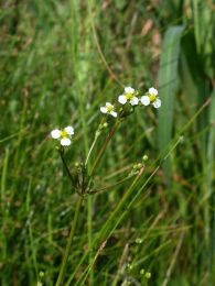 Alisma triviale