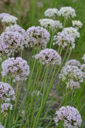 Allium canadense var. lavendulare