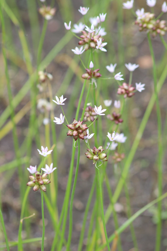 Allium canadense Wild Garlic Prairie Moon Nursery