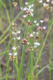 Allium canadense