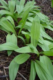 Allium tricoccum