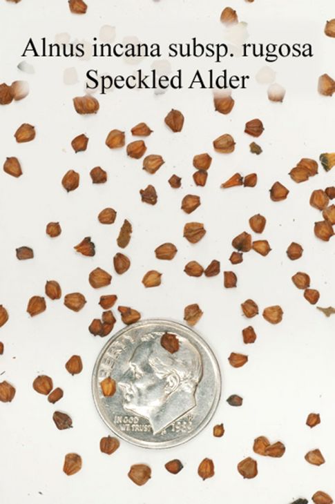 How To Grow Alder From Seed