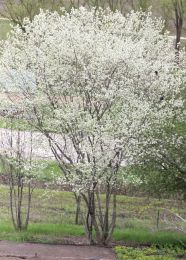 Amelanchier arborea