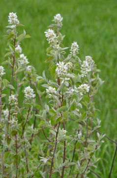 Pussy willow (Salix discolor) – Wild Seed Project