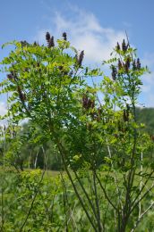 Amorpha fruticosa