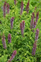 Amorpha nana