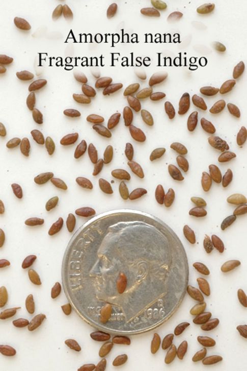 Amorpha nana Fragrant False Indigo | Prairie Moon Nursery
