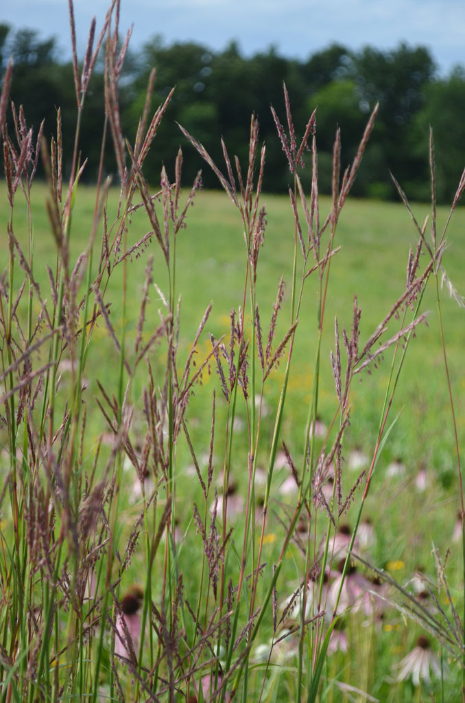 Andropogon gerardii Big Bluestem Prairie Moon Nursery