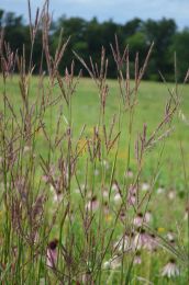 Andropogon gerardii