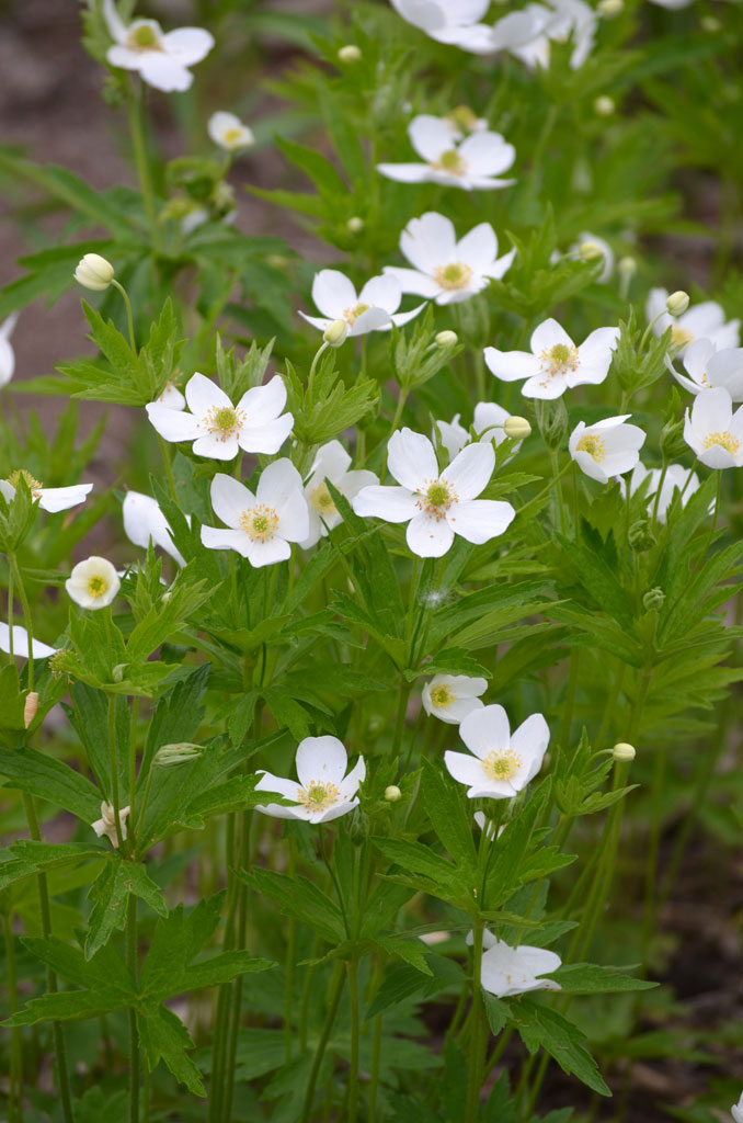 Anemone canadensis Canada Anemone Prairie Moon Nursery