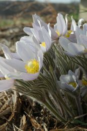 Anemone patens var. wolfgangiana