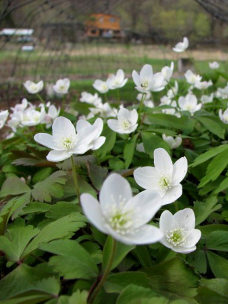 Wood anemone sales