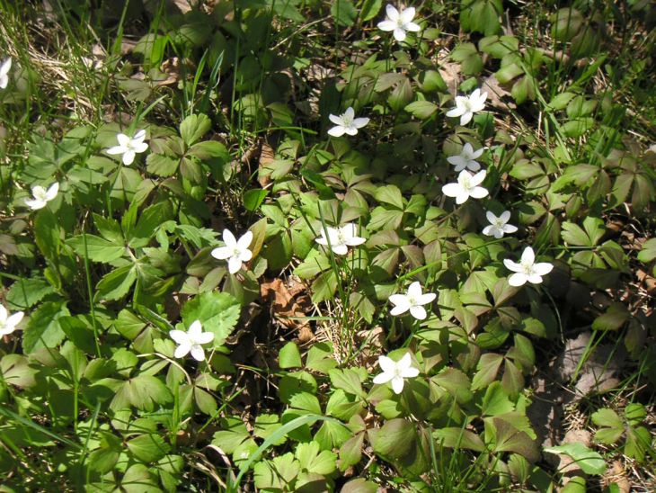 Anemone quinquefolia Wood Anemone | Prairie Moon Nursery