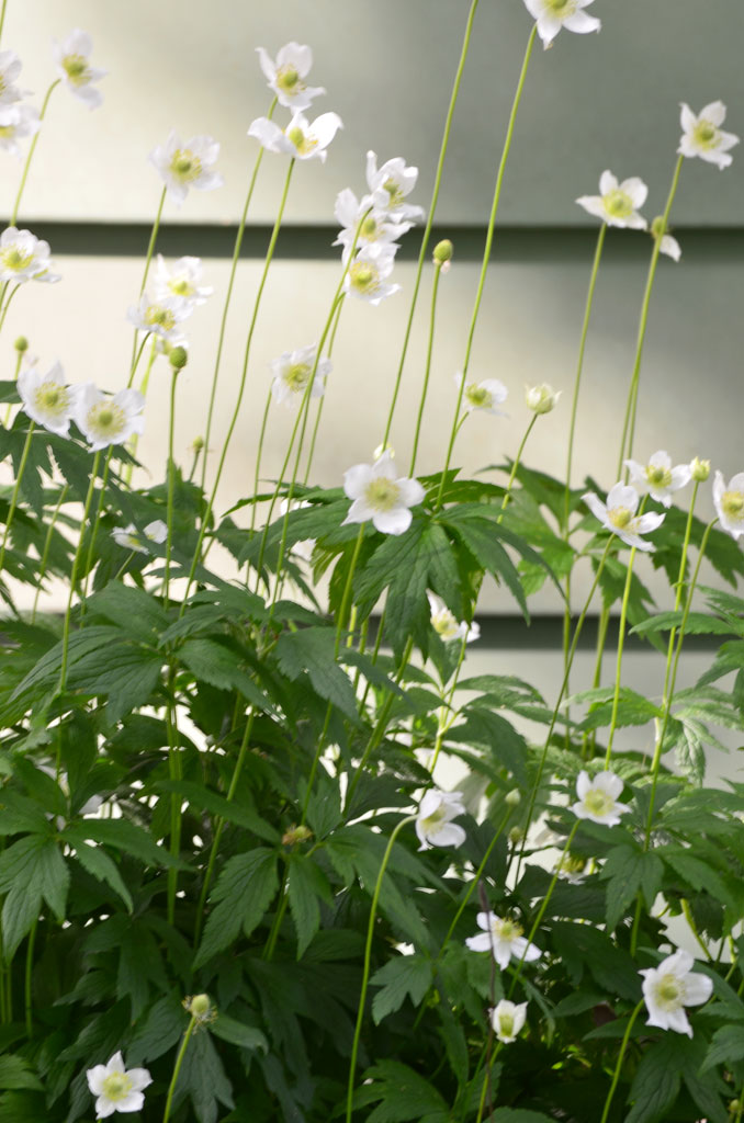 Anemone virginiana Tall Thimbleweed Prairie Moon Nursery