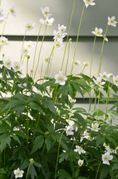 Anemone virginiana