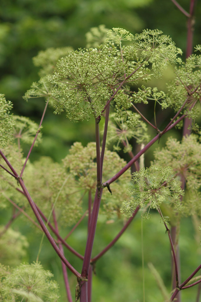 Angelica atropurpurea Angelica Prairie Moon Nursery
