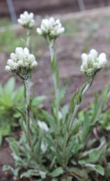 Antennaria plantaginifolia