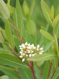 Apocynum cannabinum