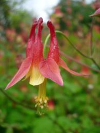 Aquilegia canadensis