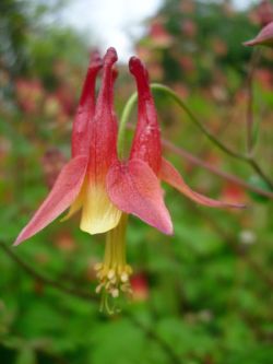 Aquilegia canadensis