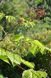Aralia racemosa