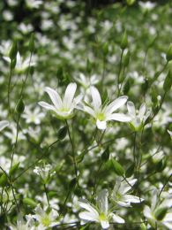 Arenaria stricta