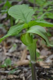 Arisaema triphyllum