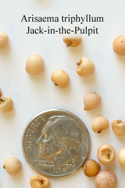 Arisaema triphyllum Jack-in-the-Pulpit | Prairie Moon Nursery