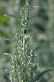 Artemisia ludoviciana