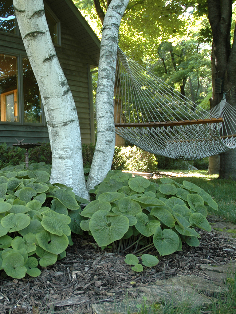 wild ginger plant